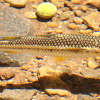 Aganostomus monticola (Mulet de rivière)