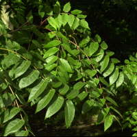 ailanthus_altissima2md (Ailanthus altissima)