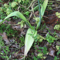 allium_nigrum2md (Allium nigrum)