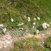 antennaria_dioica2md (Antennaria dioica)