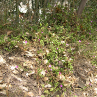 Aptenia cordifolia (Apténie à feuilles en coeur, Apténia)