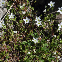 Arenaria multicaulis (Sabline fausse moehringie, Sabline à plusieurs tiges)