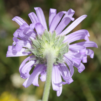 aster_alpinus3md (Aster alpinus)