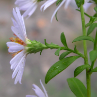 aster_novi-belgii4md