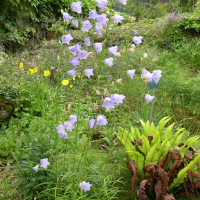 campanula_persicifolia2md (Campanula persicifolia)