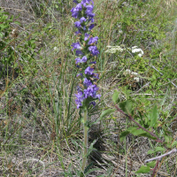 campanula_spicata1md (Campanula spicata)