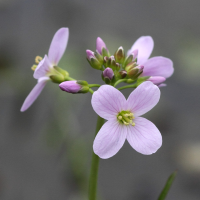 cardamine_pratensis2bd (Cardamine pratensis)