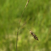 Carex limosa (Laîche des bourbiers)