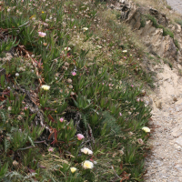 Carpobrotus_edulis