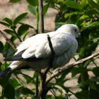 Ducula bicolor (Carpophage blanc, Pigeon bicolore)
