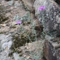 centaurea_maculosa1md (Centaurea maculosa)