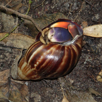 coenobita_clypeatus2md (Coenobita clypeatus)