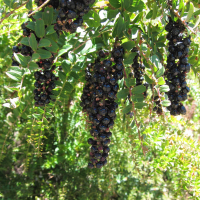 coriaria_ruscifolia4bd (Coriaria ruscifolia)