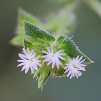 Elephantopus mollis (Elephantopus)