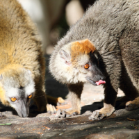 eulemur_fulvus_rufus2bd (Eulemur fulvus ssp. rufus)