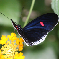 heliconius_melpomene_cytherea1bd