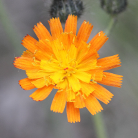 hieracium_aurantiacum6md