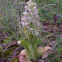 Himantoglossum hircinum (Orchis bouc)