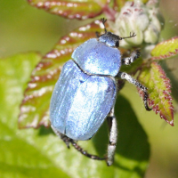 Hoplia caerulea (Hoplie bleue)