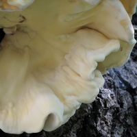 laetiporus_sulphureus4md