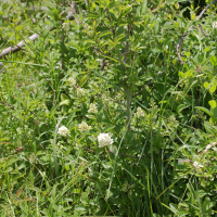 Ligustrum vulgare (Troène, Troène commun)