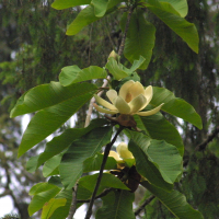Magnolia obovata (Magnolia)