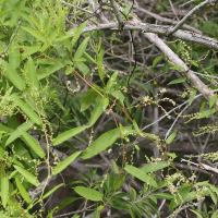 Muehlenbeckia sagittifolia (Renouée)