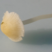 mycena_flavoalba3md