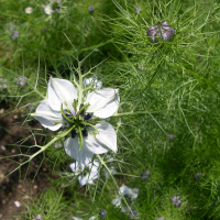 nigella_gallica2md