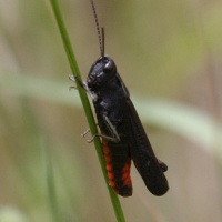 omocestus_rufipes2bd