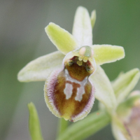 ophrys_virescens7bd