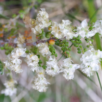 paronychia_polygonifolia2md