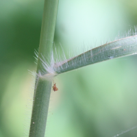 pennisetum_polystachion3md