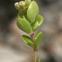 Polycarpon_polycarpoides catalaunicum