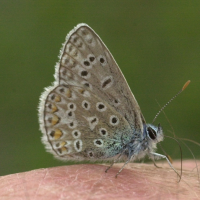 polyommatus_dorylas2md