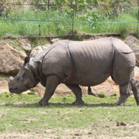 rhinoceros_unicornis3md