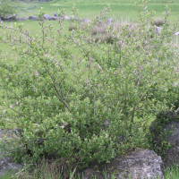 salix_cinerea2md