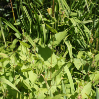 Tricyrtis latifolia (Lis crapaud, Lys des crapauds)