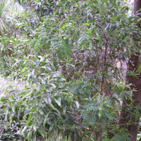 acacia_melanoxylon1md (Acacia melanoxylon)