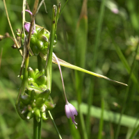 allium_carinatum4md