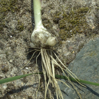 allium_roseum4md (Allium roseum)