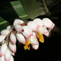 Alpinia_zerumbet (Alpinia zerumbet)