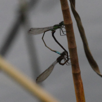 argia_concinna9bd (Argia concinna)