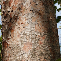 bursera_simaruba2md (Bursera simaruba)