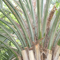 Butia_yatay (Butia yatay)