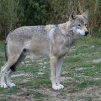 canis_lupus_lupus2BD (Canis lupus)