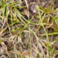 carex_binervis2md (Carex binervis)