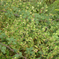 Silene baccifera (Cucubale)