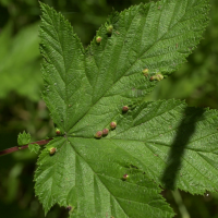 dasineura_ulmaria_galle2md (Dasineura ulmaria)