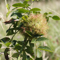 diplolepis_rosae_galle3md (Diplolepis (= Rhodites) rosae)